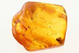 Detailed Fossil Ant, Spider, and Mite in Baltic Amber #272110-1